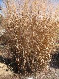 Morning Light Maiden Grass / Miscanthus sinensis 